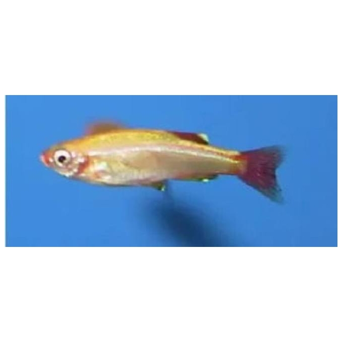 TANICTIS GOLD