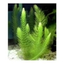 PLANTA N CERATOPHYLLUM DEMERSUM (RABO DE RAPOSA)TK