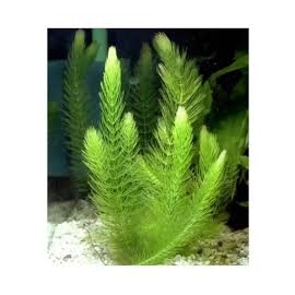 PLANTA N CERATOPHYLLUM DEMERSUM (RABO DE RAPOSA)TK