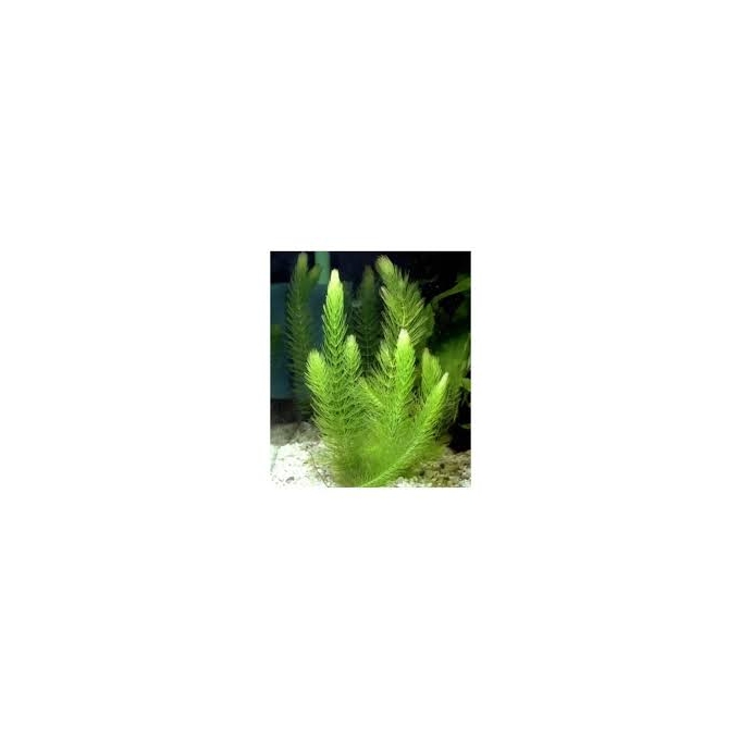 PLANTA N CERATOPHYLLUM DEMERSUM (RABO DE RAPOSA)TK