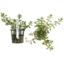 PLANTA N LUDWIGIA BREVIPES TK