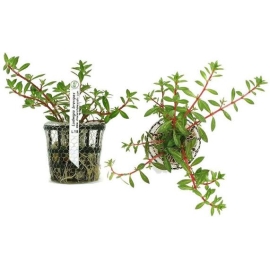 PLANTA N LUDWIGIA BREVIPES TK