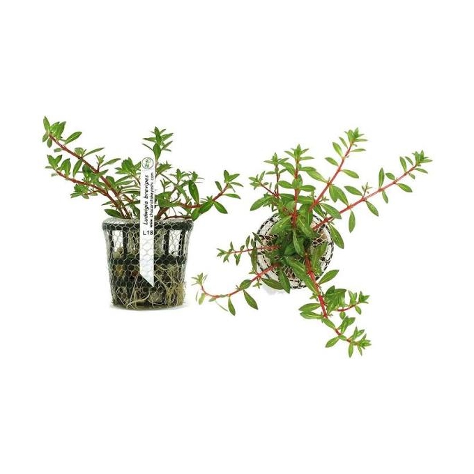 PLANTA N LUDWIGIA BREVIPES TK