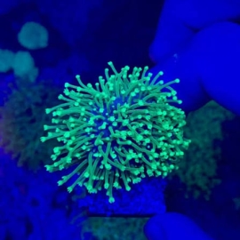 coral leather ora farm
