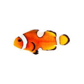 palhaco percula true pq