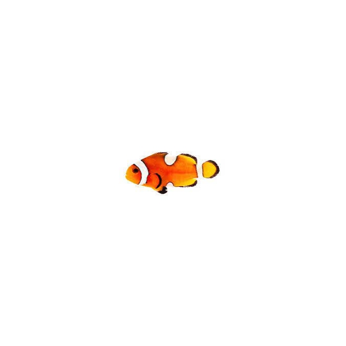 palhaco percula true pq