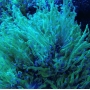 Coral Frogs green tip ultra blue 03 bocas
