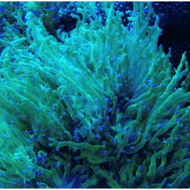 Coral Frogs green tip ultra blue 03 bocas