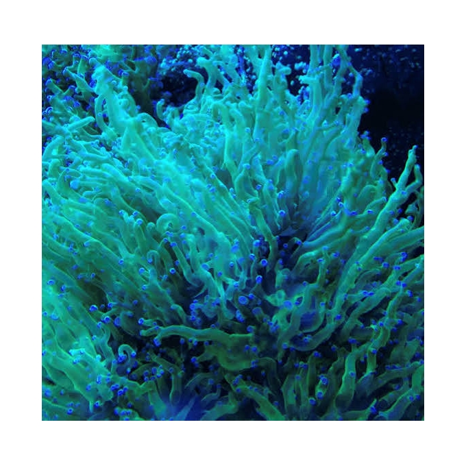 Coral Frogs green tip ultra blue 03 bocas