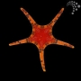 estrela mosaic iconaster 