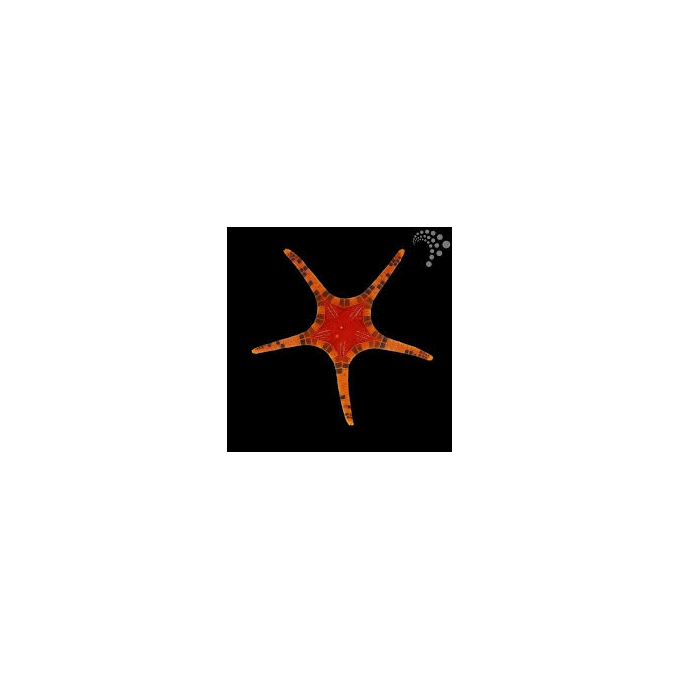 estrela mosaic iconaster 
