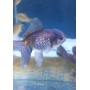 KINGUIO ORANDA BLUE SCALE MED