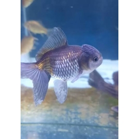 KINGUIO ORANDA BLUE SCALE MED