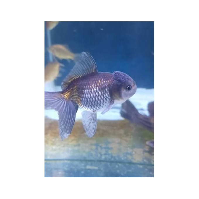 KINGUIO ORANDA BLUE SCALE MED