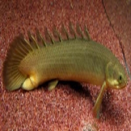 Polypterus Senegalus Comum Md