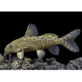 Synodontis nigrita