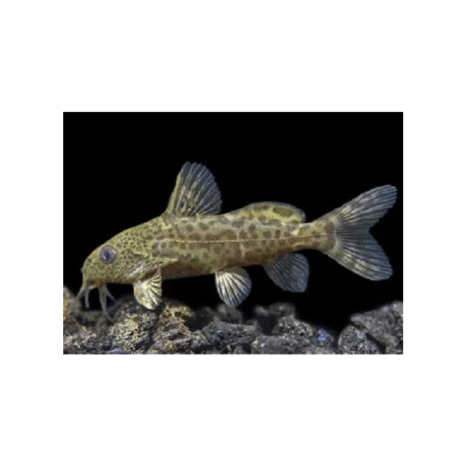 Synodontis nigrita