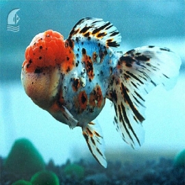 Kinguio Oranda Calico gr
