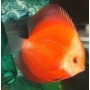 ACARA DISCO RED MELON YELLOW FACE PQ