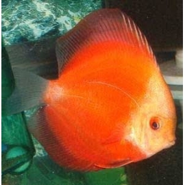 ACARA DISCO RED MELON YELLOW FACE PQ