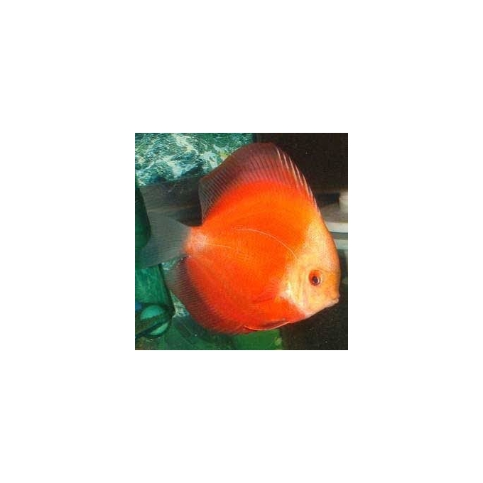 ACARA DISCO RED MELON YELLOW FACE PQ