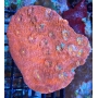 Coral Echinophyllia ultra md