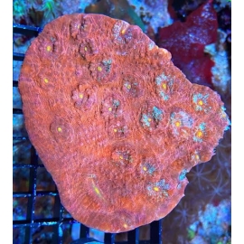 Coral Echinophyllia ultra md