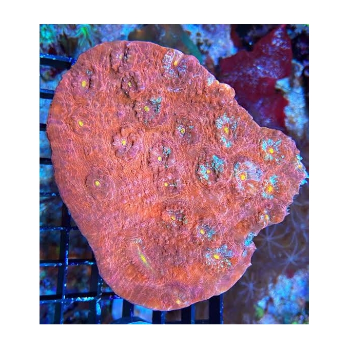 Coral Echinophyllia ultra md