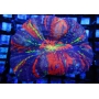 CORAL SCOLYMIA ULTRA AUSTRALIS MD