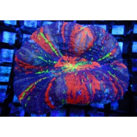 CORAL SCOLYMIA ULTRA AUSTRALIS MD