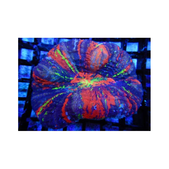 CORAL SCOLYMIA ULTRA AUSTRALIS MD