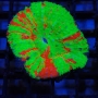 CORAL SCOLYMIA GREEN AUSTRALIS MD