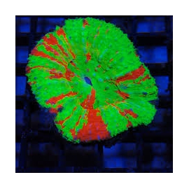 CORAL SCOLYMIA GREEN AUSTRALIS MD