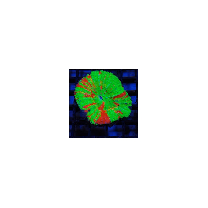 CORAL SCOLYMIA GREEN AUSTRALIS MD