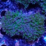 CORAL FROGS WALL REVERSE MD