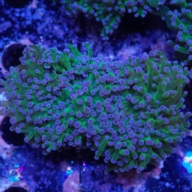 CORAL FROGS WALL REVERSE MD