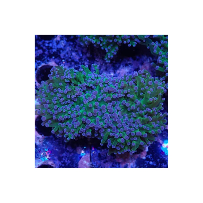 CORAL FROGS WALL REVERSE MD