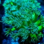 CORAL GONIOPORA GOFBALL METALLIC GREEN MD