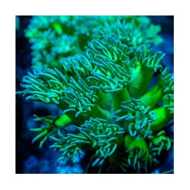 CORAL GONIOPORA GOFBALL METALLIC GREEN MD