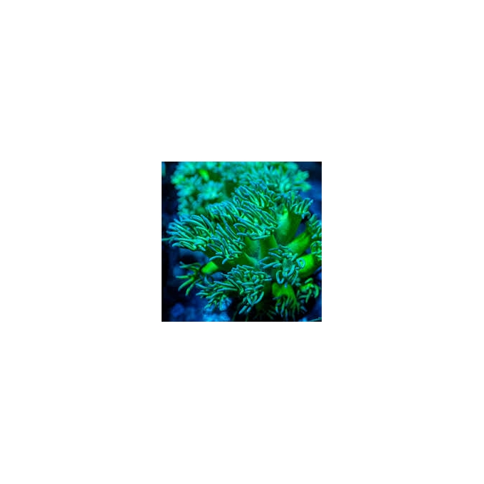CORAL GONIOPORA GOFBALL METALLIC GREEN MD