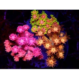 CORAL GONIOPORA MASTER MIX