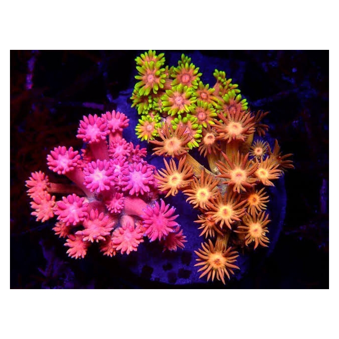CORAL GONIOPORA MASTER MIX