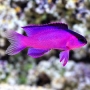 WRASSE GRAMMA BLACK CAP MELACARA