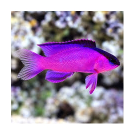 WRASSE GRAMMA BLACK CAP MELACARA