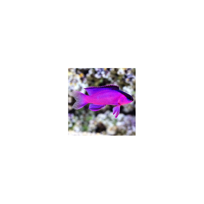 WRASSE GRAMMA BLACK CAP MELACARA
