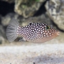 PUFFER SPOTTED WHITE HAWAIIAN