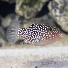 PUFFER SPOTTED WHITE HAWAIIAN