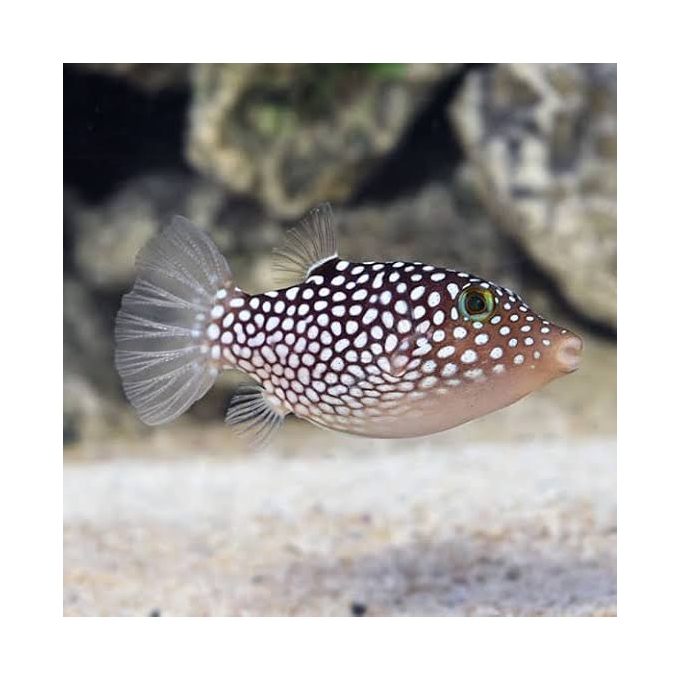 PUFFER SPOTTED WHITE HAWAIIAN
