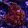 CORAL GONIOPORA HOT SUMMER PQ