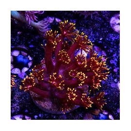 CORAL GONIOPORA HOT SUMMER PQ